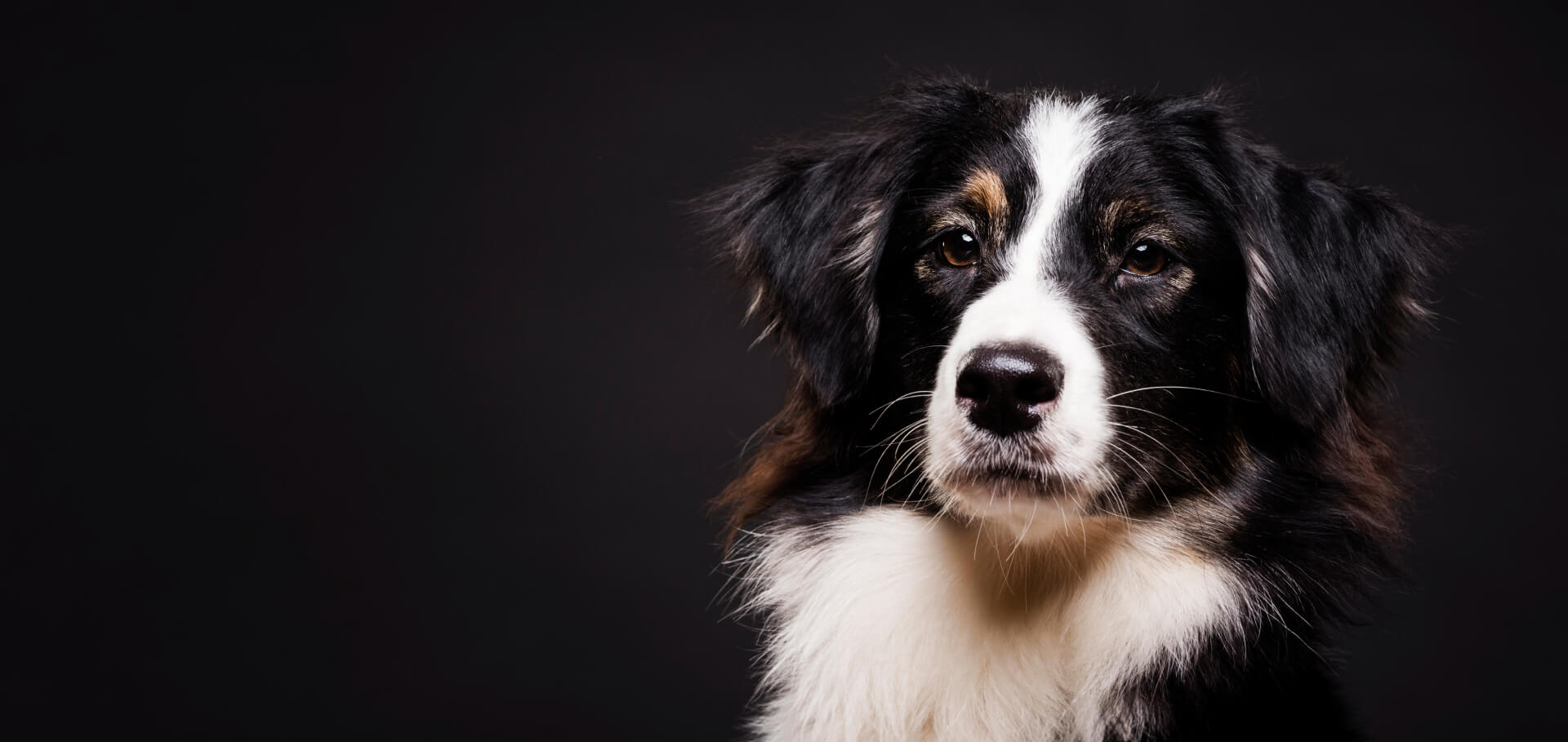 Pet Calorie Calculator